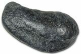 Fossil Whale Ear Bone - South Carolina #375279-1